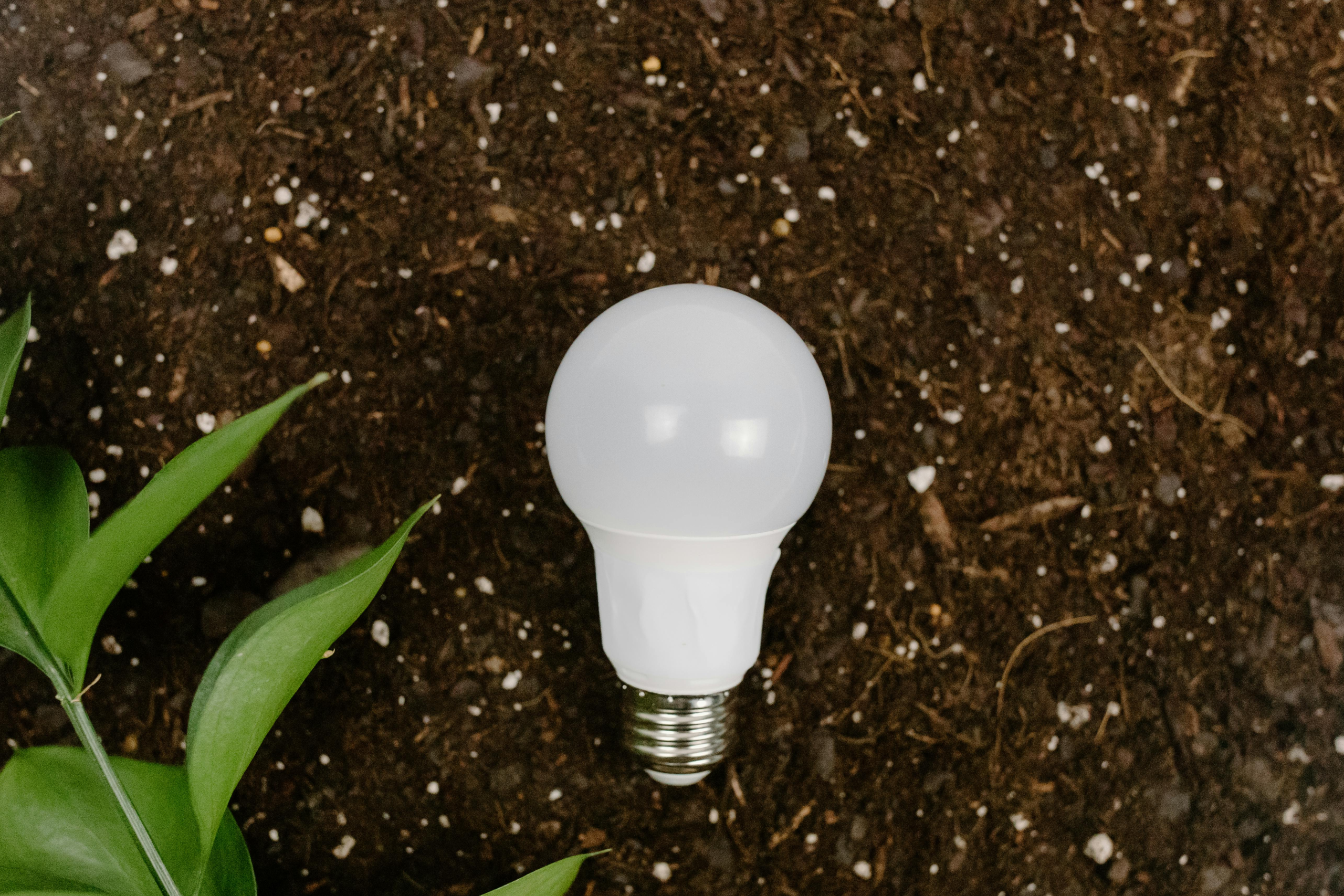 Our Engineering 2 A photo of a lightbulb in soil.